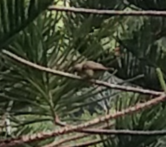 Chlorodrepanis flava