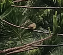 Chlorodrepanis flava