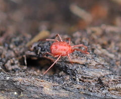 Erythraeinae