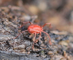 Erythraeinae