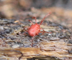 Erythraeinae