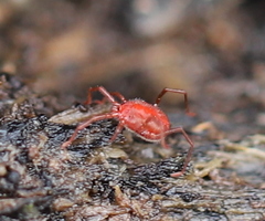 Erythraeinae