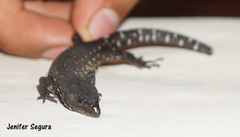 Lepidophyma tuxtlae