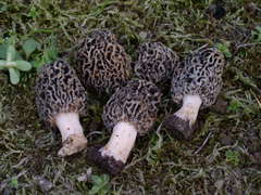 Morchella esculenta umbrina