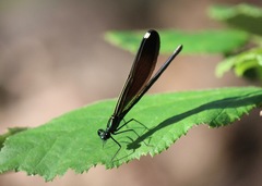 Calopteryx maculata
