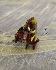 Anteros carausius carausius