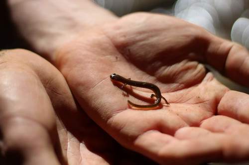 Oklahoma Salamander, Eurycea tynerensis