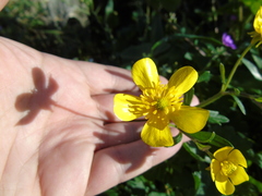 Ranunculus neapolitanus