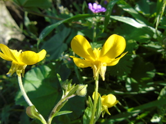 Ranunculus neapolitanus