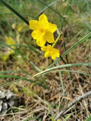 Narcissus jonquilla