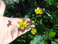 Ranunculus neapolitanus