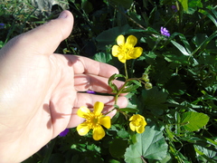 Ranunculus neapolitanus