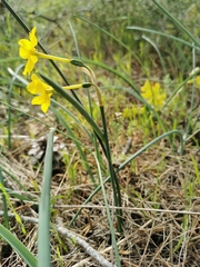 Narcissus jonquilla