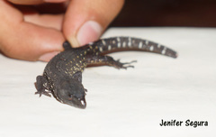 Lepidophyma tuxtlae