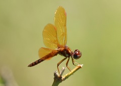 Perithemis tenera