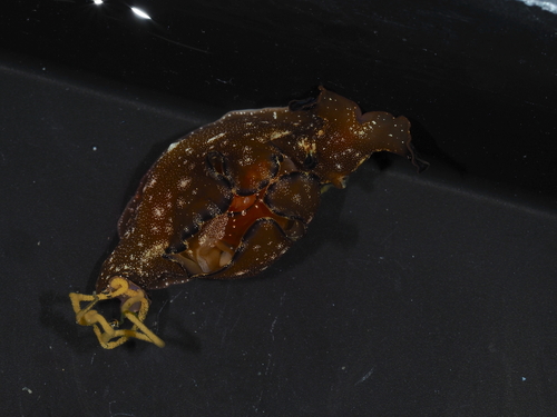 Aplysia japonica, 2026-03-23