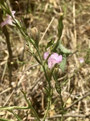 Agalinis communis
