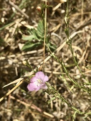 Agalinis communis