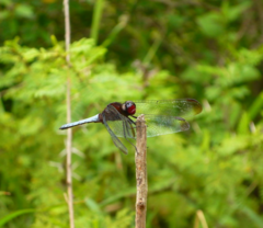 Erythrodiplax atroterminata