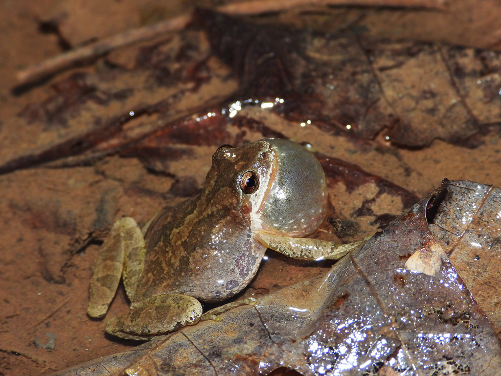 Mountain Chorus Frog
