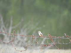 Pyrocephalus rubinus