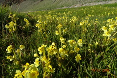 Pedicularis longiflora