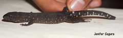 Lepidophyma tuxtlae