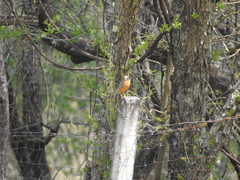 Turdus migratorius