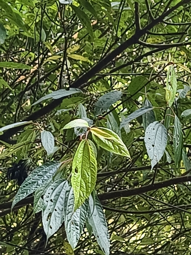 Longpedicel Woodnettle (Oreocnide pedunculata)
