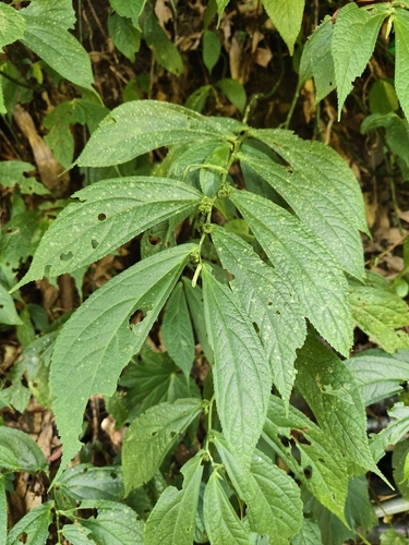 Broadleaf Elatostema (Elatostema platyphyllum)