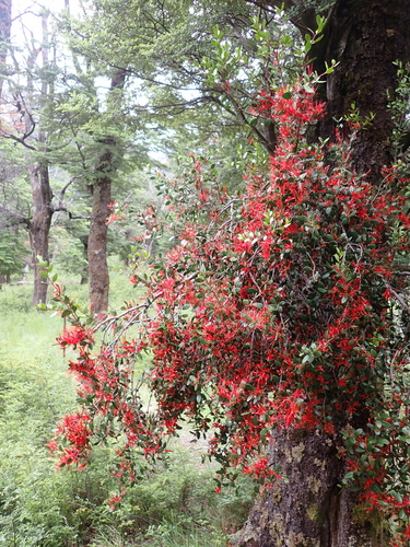 Red mistletoe (Peraxilla tetrapetala)