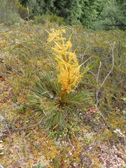 Aciphylla montana, photograph (c) Jacob Littlejohn, some rights reserved (CC BY-SA)