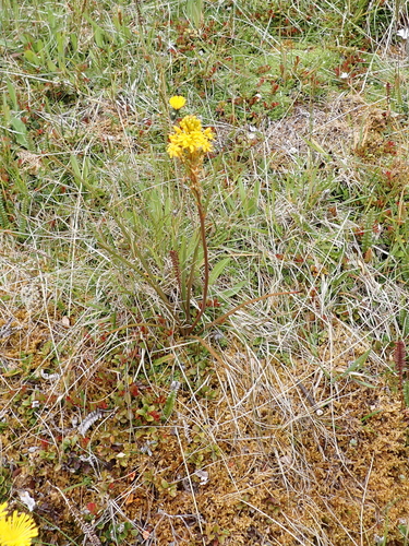 Maori onion (Bulbinella angustifolia)