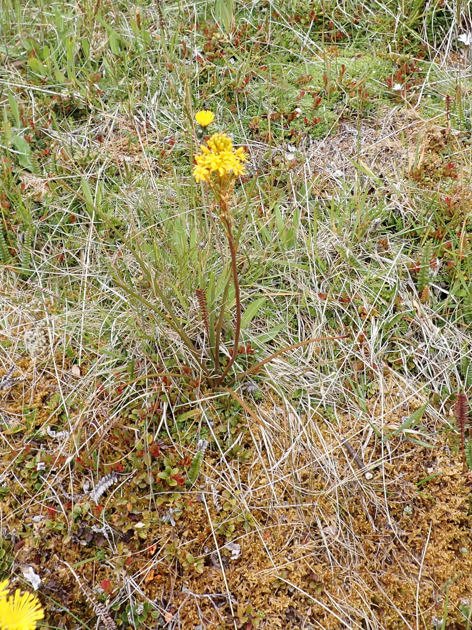 Maori Onion (Bulbinella angustifolia)