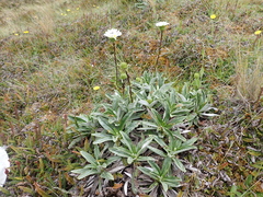 Celmisia densiflora
