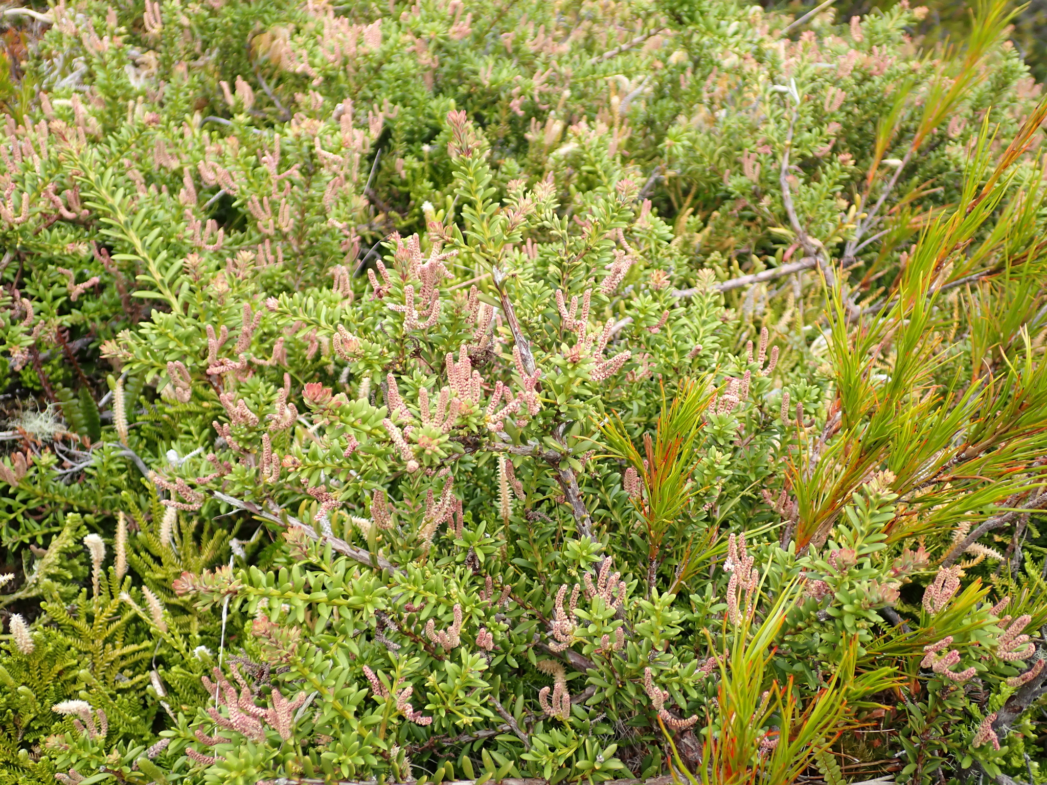 Snow Totara (Podocarpus nivalis)