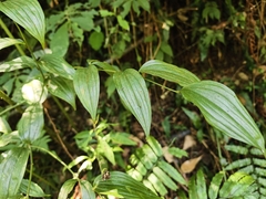 Disporum kawakamii, photograph (c) Yinling Chen, some rights reserved (CC BY)