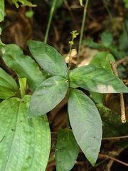 Codonacanthus pauciflorus, photograph (c) Yinling Chen, some rights reserved (CC BY)