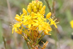 (c) Jacob Littlejohn, some rights reserved (CC BY-SA) Bulbinella angustifolia, photograph (c) Jacob Littlejohn, some rights reserved (CC BY-SA)