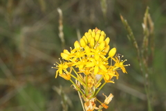 (c) Jacob Littlejohn, some rights reserved (CC BY-SA) Bulbinella angustifolia, photograph (c) Jacob Littlejohn, some rights reserved (CC BY-SA)
