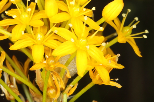 Bulbinella angustifolia, photograph 5
