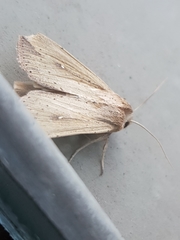 Mythimna unipuncta