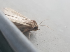 Mythimna unipuncta