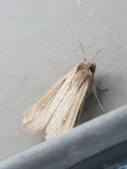 Mythimna unipuncta
