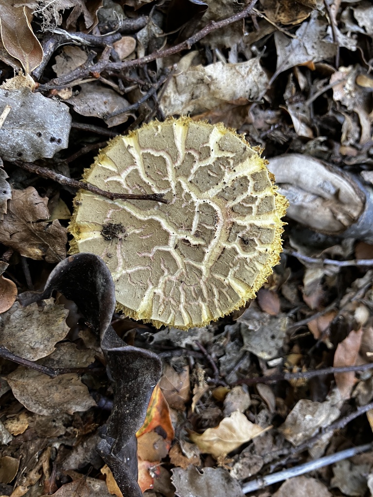 Xerocomellus cisalpinus · March 2026 · photo: © mikoikoi (iNaturalist, cc0)