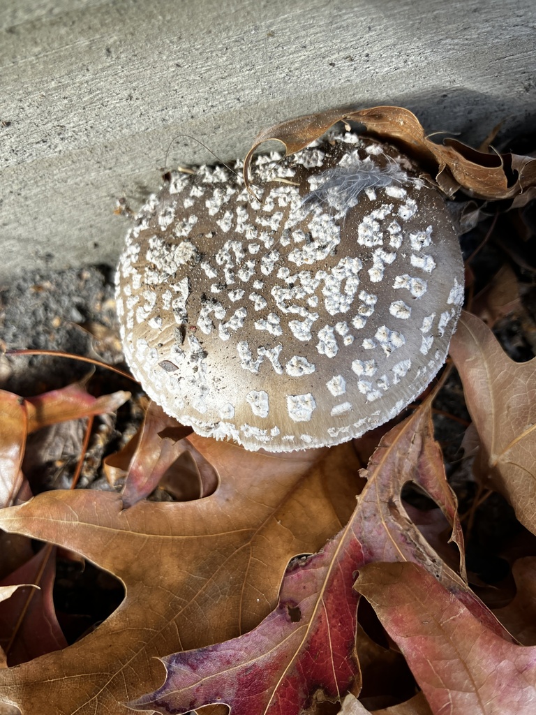 Amanita excelsa spissa · March 2026 · photo: © mikoikoi (iNaturalist, cc0)