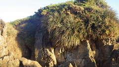 Fascicularia bicolor