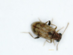 Aderus marquesanus