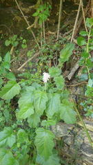 Francoa appendiculata