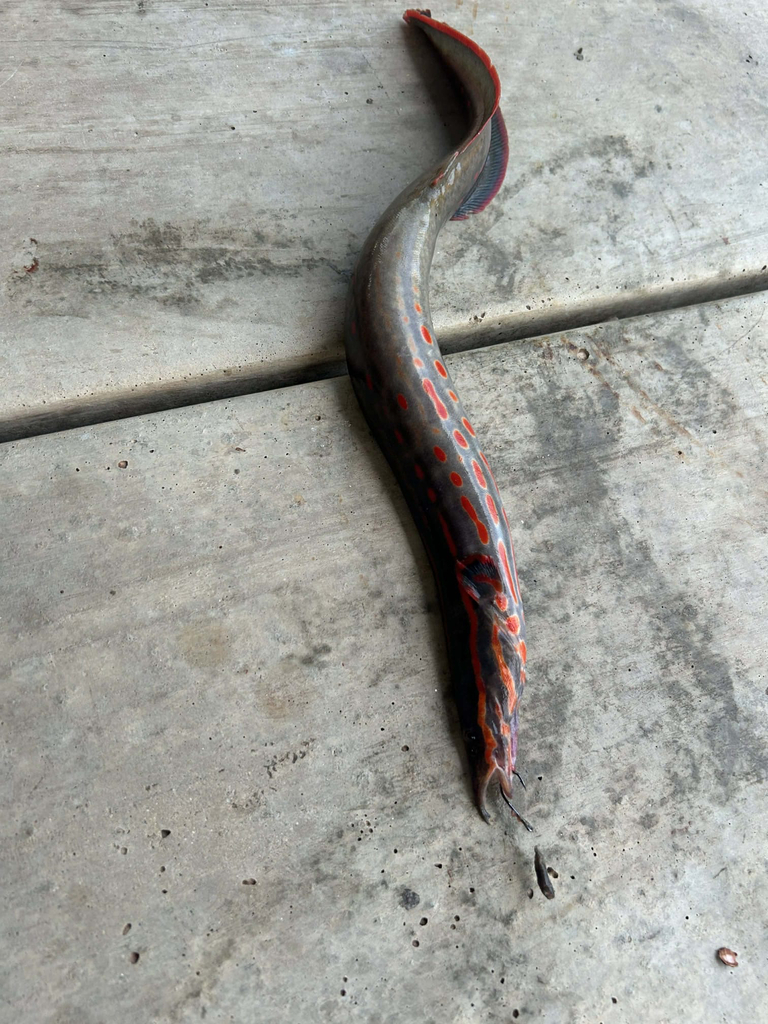 Fire eel (Mastacembelus erythrotaenia) — Mastacembelidae